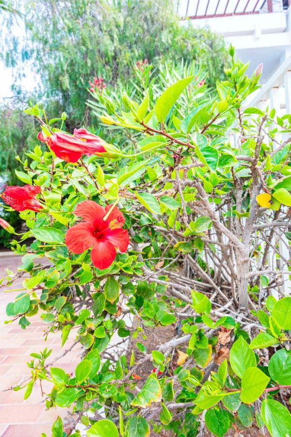 Vivienda Vacacional Rose Costa Teguise Eksteriør bilde